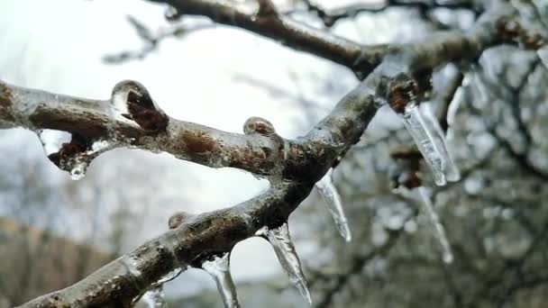 Větve Keřů Pokryté Ledem Dešti Mrazu Zimě Zblízka Zmrazené Rostliny — Stock video
