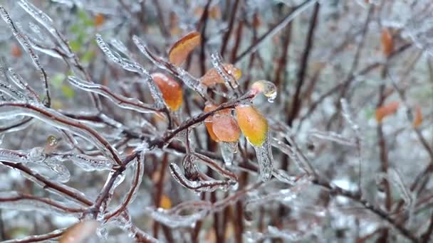 Çalı Dalları Yapraklar Kışın Karla Kaplanarak Buzla Kaplı Donmuş Bitkiler — Stok video