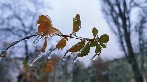 Gałęzie Krzaków Liście Pokryte Lodem Deszczu Mrozie Zimie Zbliżenie Mrożone — Wideo stockowe