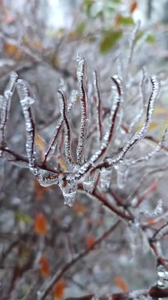 Bokorágak Borított Jég Után Eső Fagyban Télen Közelkép Fagyasztott Növények — Stock videók