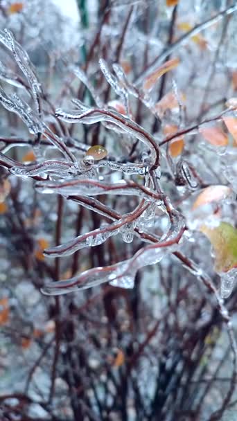 Větve Keřů Pokrývaly Led Dešti Mrazu Zimě Zblízka Zmrazené Rostliny — Stock video