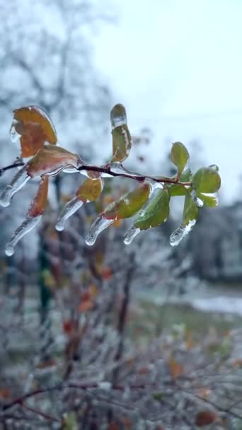 Filialer Buskblad Täckte Efter Regn Frost Vintern Närbild Frysta Växter — Stockvideo