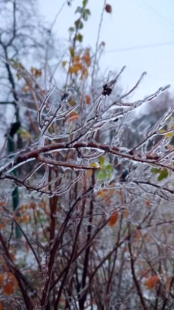 Çalıların Dalları Kış Ayazında Buzla Kaplıydı Donmuş Bitkiler Buzlu Yağmurdan — Stok video