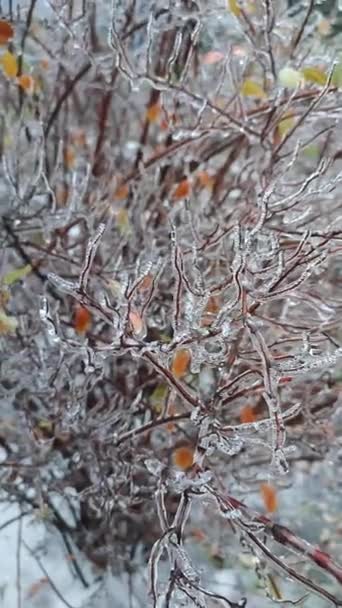 Ветви Куста Покрывали Лед После Дождя Мороз Зимой Крупным Планом — стоковое видео