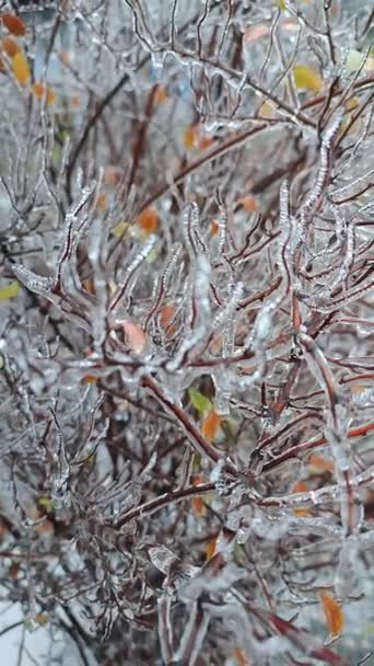 Větve Keřů Pokrývaly Led Dešti Mrazu Zimě Zblízka Zmrazené Rostliny — Stock video