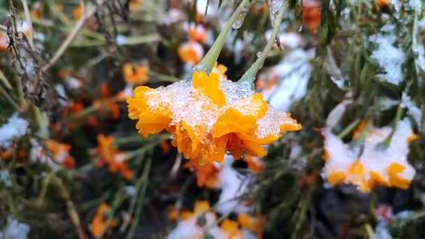 Çiçekler Karlı Buzu Kapladı Parlak Sarı Turuncu Çiçekler Çernobil Kış — Stok video