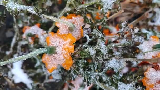 Blumen Bedeckten Schnee Eis Aus Nächster Nähe Leuchtend Gelb Orangefarbene — Stockvideo