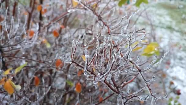 Гілки Куща Покриті Льодом Після Дощу Взимку Впритул Заморожені Рослини — стокове відео