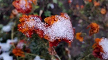 Kış günü karla kaplı taç yapraklarıyla çiçek açan kahverengi çiçekler. Çernobil çiçekleri ve çimenler buz ve karla kaplı. Kış, kış, soğuk, buz, buzlu, soğuk. Doğal arkaplan