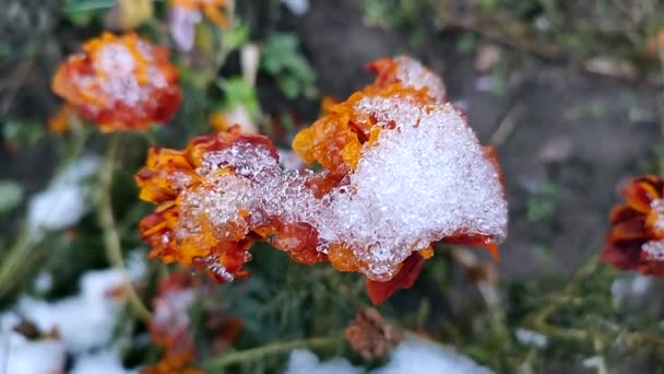 Flores Marrons Florescentes Com Pétalas Cobertas Com Gelo Neve Dia — Vídeo de Stock