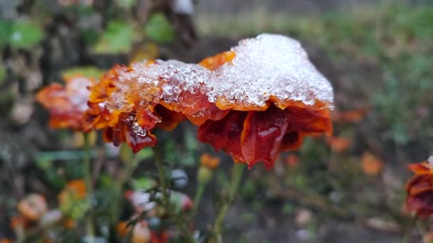 盛开的褐色花朵 花瓣上覆盖着冰雪 冬季特写 花朵繁茂 草地覆盖着冰雪 冻僵了 自然背景 — 图库视频影像