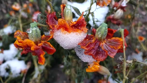 Цветущие Коричневые Цветы Лепестками Покрытыми Снежным Льдом Зимний День Крупным — стоковое видео