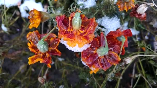 Kış Günü Karla Kaplı Taç Yapraklarıyla Çiçek Açan Kahverengi Çiçekler — Stok video