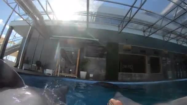 2022年9月25日 乌克兰敖德萨 与海豚一起游泳的女孩 手挽着他的鳍 Pov 海豚肚子上的女人在游泳池附近游泳 海豚鳍 海豚腹鳍 海豚疗法 — 图库视频影像