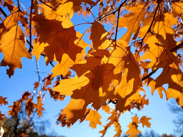 黄褐色的橡木叶子在枝条上摇曳着 在风中摇曳着 背景是蓝天的特写 阳光透过树叶闪烁着光芒 自然背景 森林林地自然季节秋季季节背景 — 图库照片