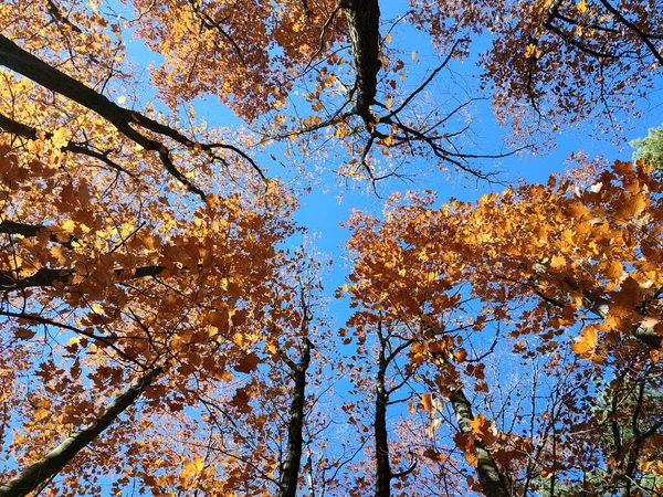 Baumkronen Mit Rot Orange Braunen Blättern Wiegen Sich Wind Vor — Stockfoto