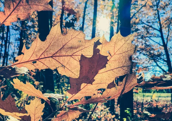 秋天的艳阳天 美丽的棕色橡树叶在森林里 灿烂的阳光和蓝天 秋天的大叶紧挨在一起 阳光灿烂 秋天的季节自然背景 — 图库照片