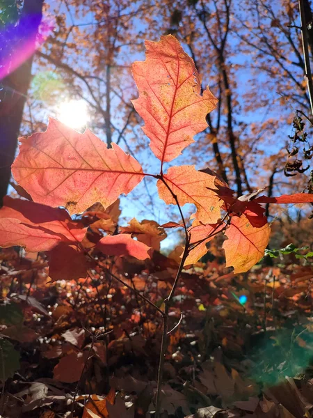 红色的橡木叶 背景是年轻的橡木芽 有褐色的叶子 树木和蓝天 在阳光灿烂的秋日 在森林里迎风摇曳 自然环境背景 — 图库照片