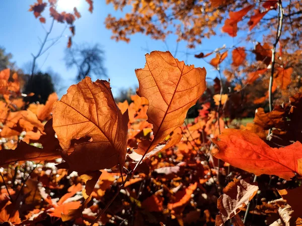 Rotorange Braune Eichenblätter Die Sonnigen Herbsttagen Wald Von Der Sonne — Stockfoto