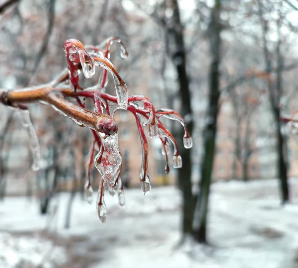 Branches Bush Covered Ice Rain Frost Winter Close Frozen Plants — Stock Photo, Image
