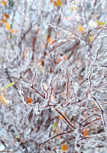 在冬季的特写中 在霜冻中雨后被冰覆盖的丛生灌木 冻死的植物在冰雨之后冻雨 一个自然现象 自然背景 — 图库照片