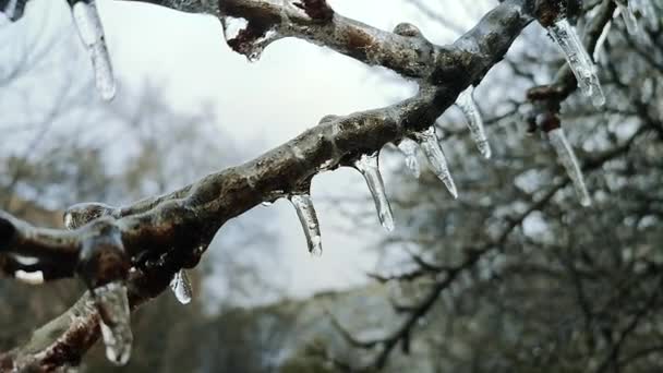 Kış Ayazında Buzla Kaplı Çalıların Dalları Donmuş Bitkiler Buzlu Yağmurdan — Stok video