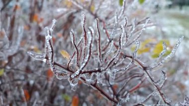 Kış ayazında, buzla kaplı çalıların dalları. Donmuş bitkiler. Buzlu yağmurdan sonra. Donmuş yağmur. Kış, kış, soğuk, buz, buz gibi. Doğal bir fenomen. Doğal arkaplan