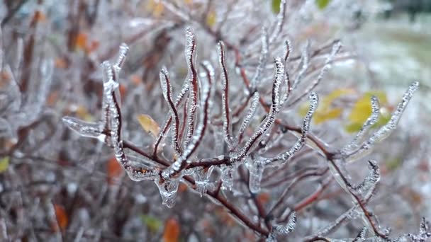 Gałęzie Krzaków Pokryte Lodem Deszczu Mrozie Zimie Zbliżenie Mrożone Rośliny — Wideo stockowe