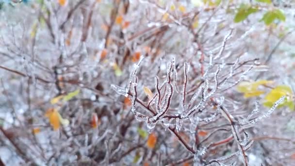Zweige Von Büschen Die Nach Regen Frost Winter Nahaufnahme Mit — Stockvideo