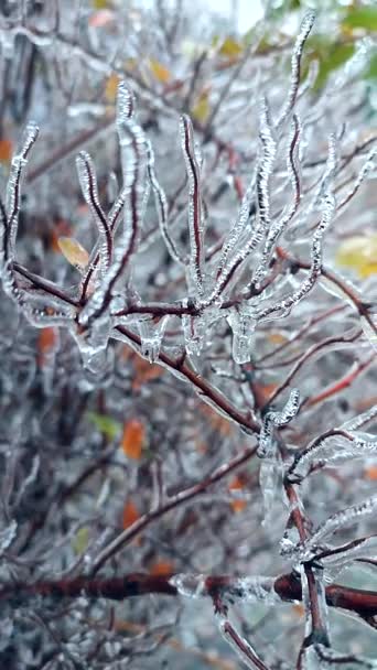Zweige Von Büschen Bedecken Eis Nach Regen Frost Winter Nahaufnahme — Stockvideo