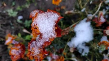 Kış günü karla kaplı taç yapraklarıyla çiçek açan kahverengi çiçekler. Çernobil çiçekleri ve çimenler buz ve karla kaplı. Kış, kış, soğuk, buz, buzlu, soğuk. Doğal arkaplan