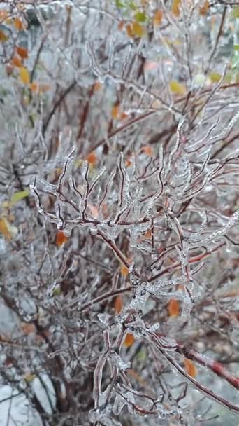 Ramos Arbusto Cobriram Gelo Depois Chuva Geada Perto Inverno Plantas — Vídeo de Stock
