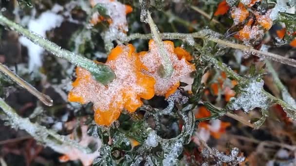 花覆盖雪冰特写 艳丽的黄色橙色花朵 冬日里覆盖着冰雪的青草 冻僵了 自然背景 — 图库视频影像
