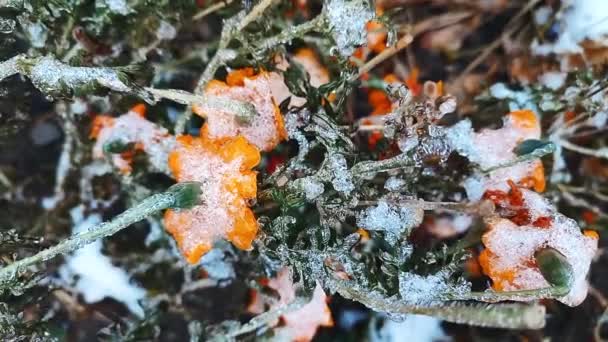 Цветы Покрыли Снежный Лёд Крупным Планом Яркие Желто Оранжевые Цветы — стоковое видео