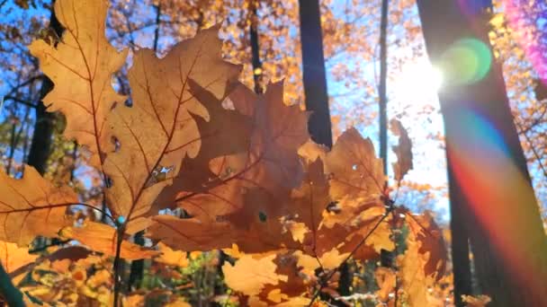 美しい赤茶色のオークの葉は 晴れた秋の日に森の中で風に揺れる 明るく輝く太陽と青空 ツリーの大規模な秋の葉を閉じる 秋のシーズン 自然背景 — ストック動画