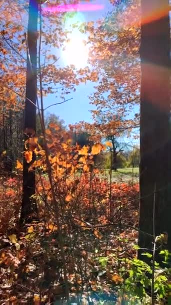 Vista Del Claro Del Bosque Soleado Día Ventoso Otoño Hojas — Vídeos de Stock