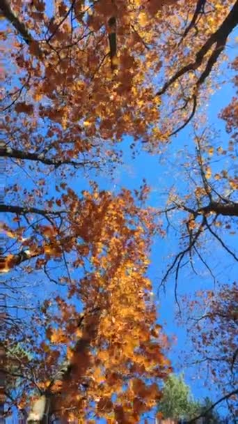 Bomen Met Rood Oranje Bruine Bladeren Zwaaiend Wind Achtergrond Een — Stockvideo