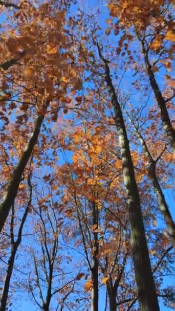 Bomen Met Rood Oranje Bruine Bladeren Zwaaiend Wind Achtergrond Een — Stockvideo