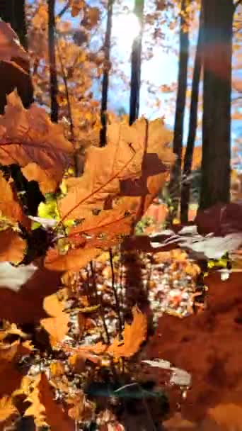 阳光明媚的秋日 美丽的棕色橡树叶在森林里迎风摇曳 灿烂的阳光 秋天树叶的特写和太阳光 秋天的季节自然背景 垂直录像 — 图库视频影像