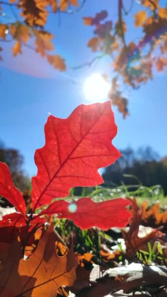 Beautiful Bright Red Oak Leaf Grows Green Grass Clearing Forest — Stock Video