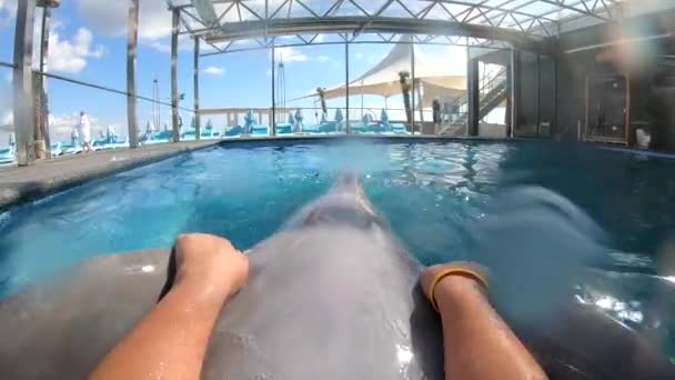 Odessa Ukraina Września 2022 Dziewczyna Pływająca Delfinem Trzymająca Płetwy Pov — Wideo stockowe