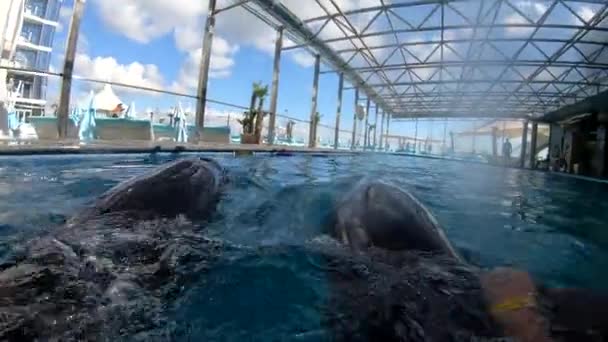 Odessa Ucrania Septiembre 2022 Niña Nadando Con Delfines Cogida Mano — Vídeos de Stock