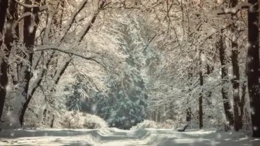 Snowfall in the snowy forest on sunny winter day. Snowing in the snowy forest. Snowfall in the forest close-up. Fairy magic forest. New Year Christmas holiday background. Beautiful natural background