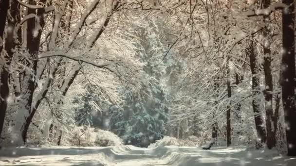 Snowfall Snowy Forest Sunny Winter Day Snowing Snowy Forest Snowfall — Stockvideo
