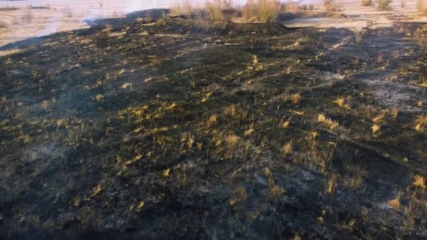 Luftaufnahme Brennendes Trockenes Gras Offene Flammen Aus Feuer Und Rauch — Stockvideo