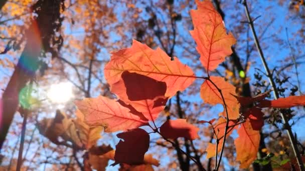 Beautiful Red Leaves Young Oak Swaying Wind Blue Sky Forest — Stock Video