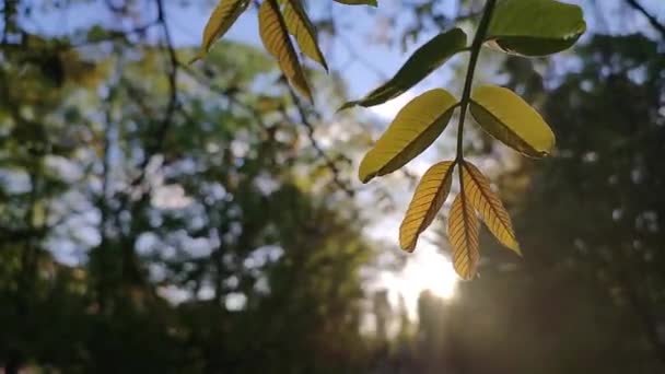 在夏至的日落时分 绿叶飘扬的背景下 带着小绿叶的假发在风中摇曳 自然背景 — 图库视频影像