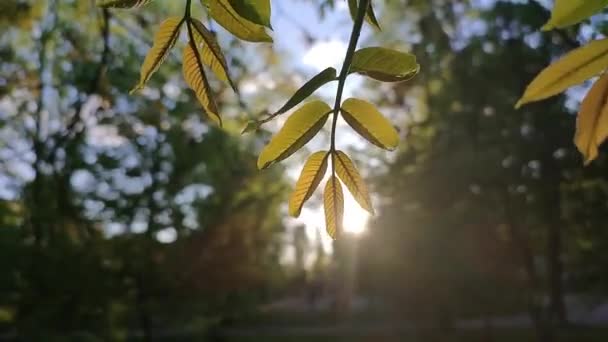 Větvička Malými Zelenými Listy Vlní Větru Pozadí Rozpínajícího Zeleného Listí — Stock video