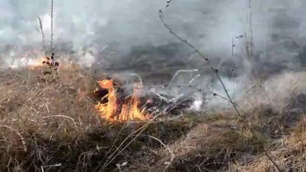 Ξηρό Γρασίδι Καίγεται Στο Χωράφι Κατά Διάρκεια Της Ημέρας Close — Αρχείο Βίντεο