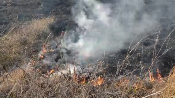 들판에서 논에서 태우고 야생의 피운다 생태계 생태계 — 비디오
